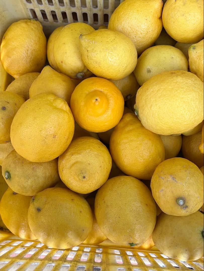 国産瀬戸田レモン9kg前後　あらら様