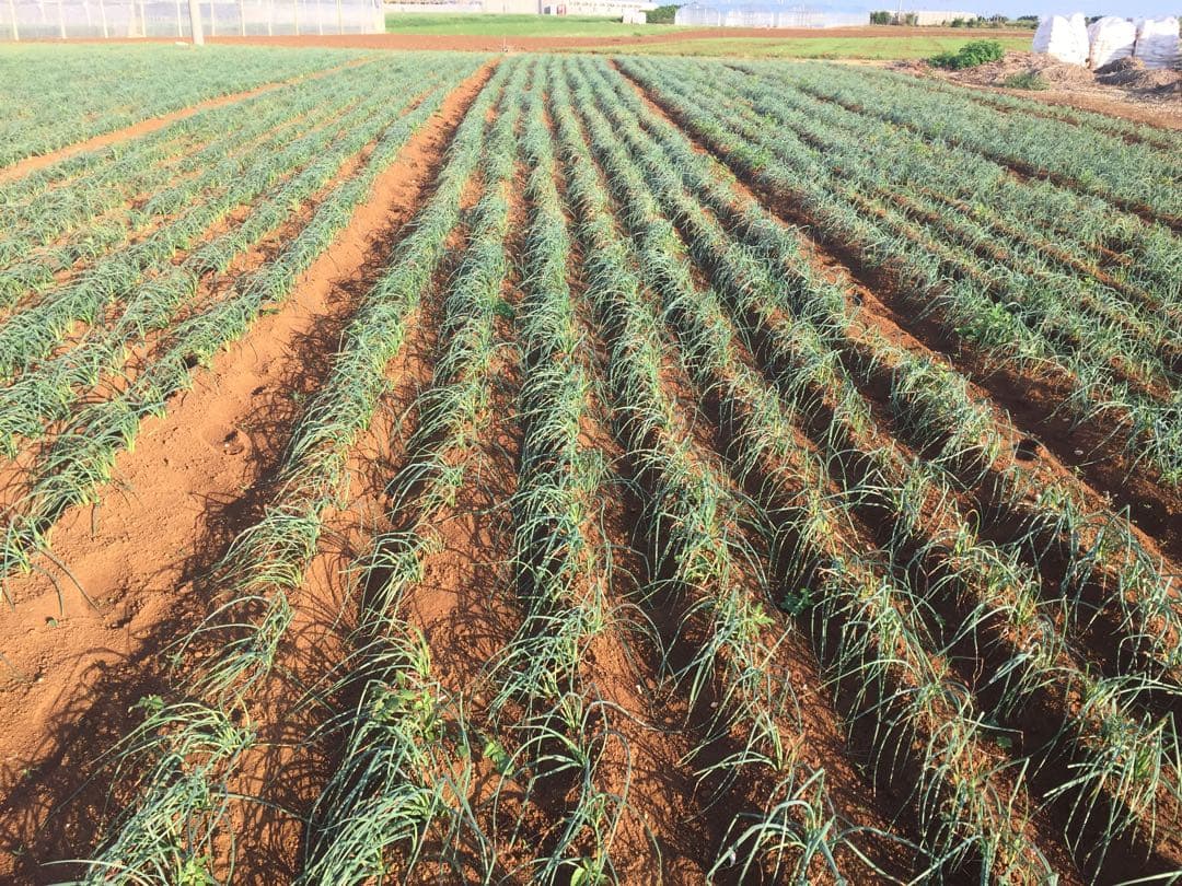 伊江島産　島らっきょう5キロ専用です！