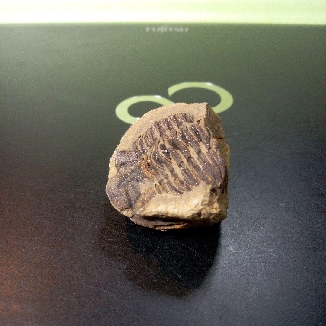 三葉虫　化石　fossil　ボリビア産　レア　Fossil管理⑩