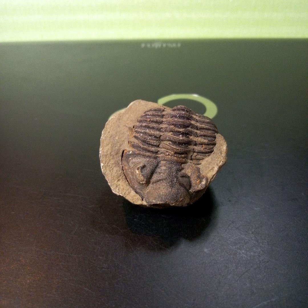 三葉虫　化石　fossil　ボリビア産　レア　Fossil管理⑩