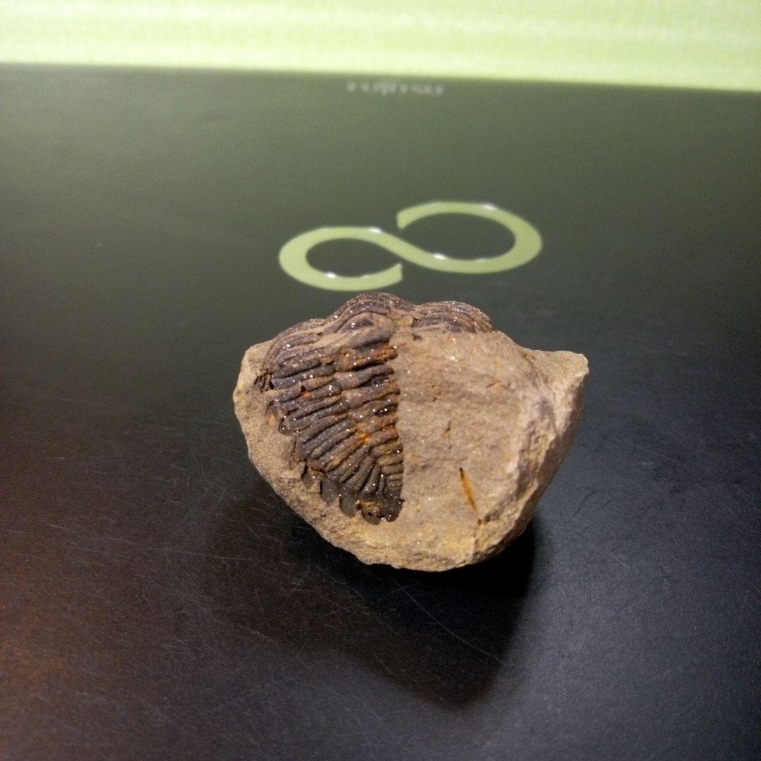 三葉虫　化石　fossil　ボリビア産　レア　Fossil管理⑩