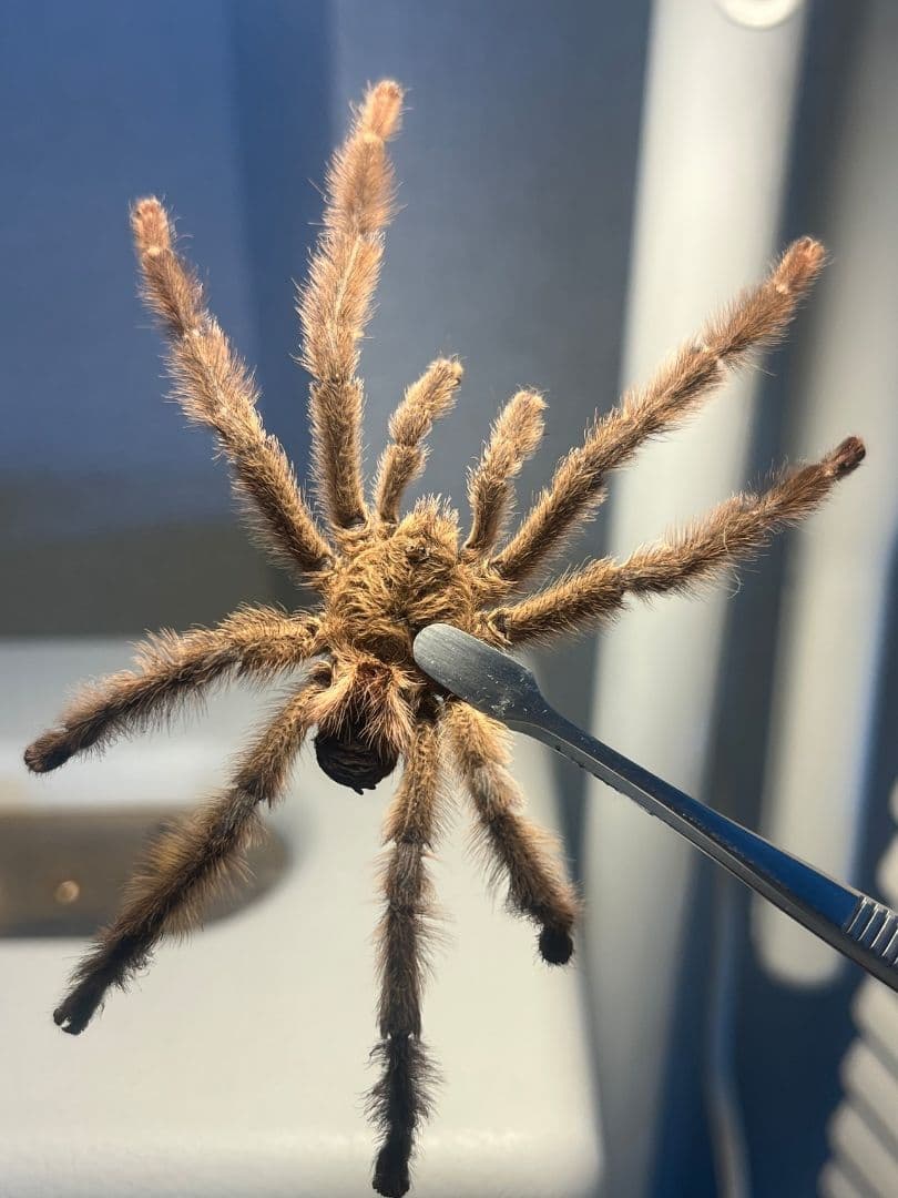 【標本】オリベイラフェイスハガータランチュラ　奇蟲ムカデセンチピードサソリゴ