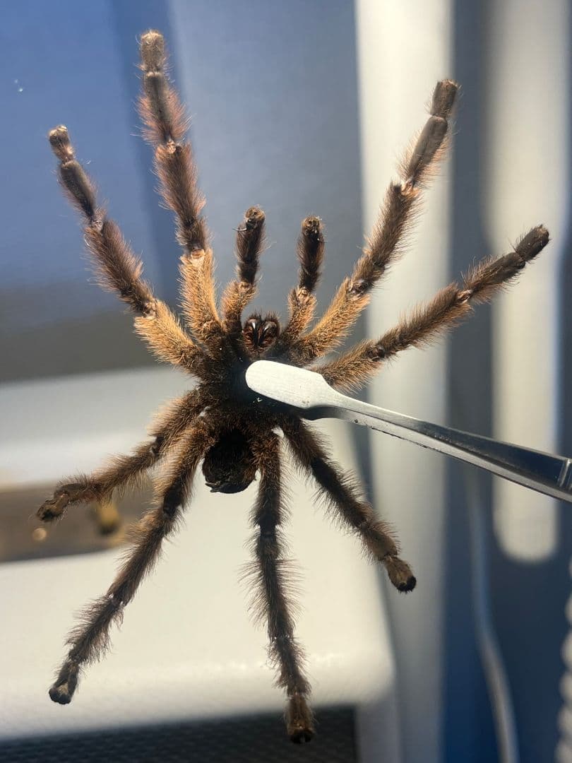 【標本】オリベイラフェイスハガータランチュラ　奇蟲ムカデセンチピードサソリゴ