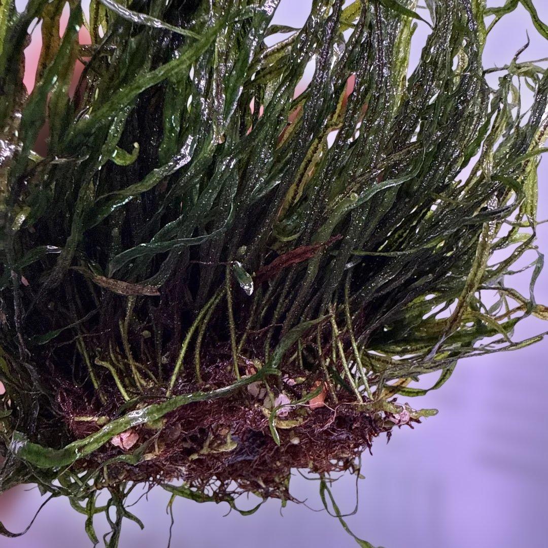 ミクロソリウムsp.本ナロー タイ産　溶岩石付き