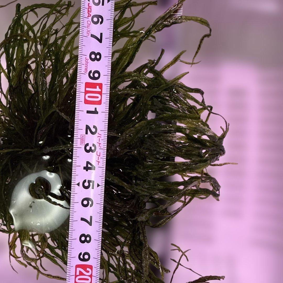 ミクロソリウムsp.本ナロー タイ産　溶岩石付き