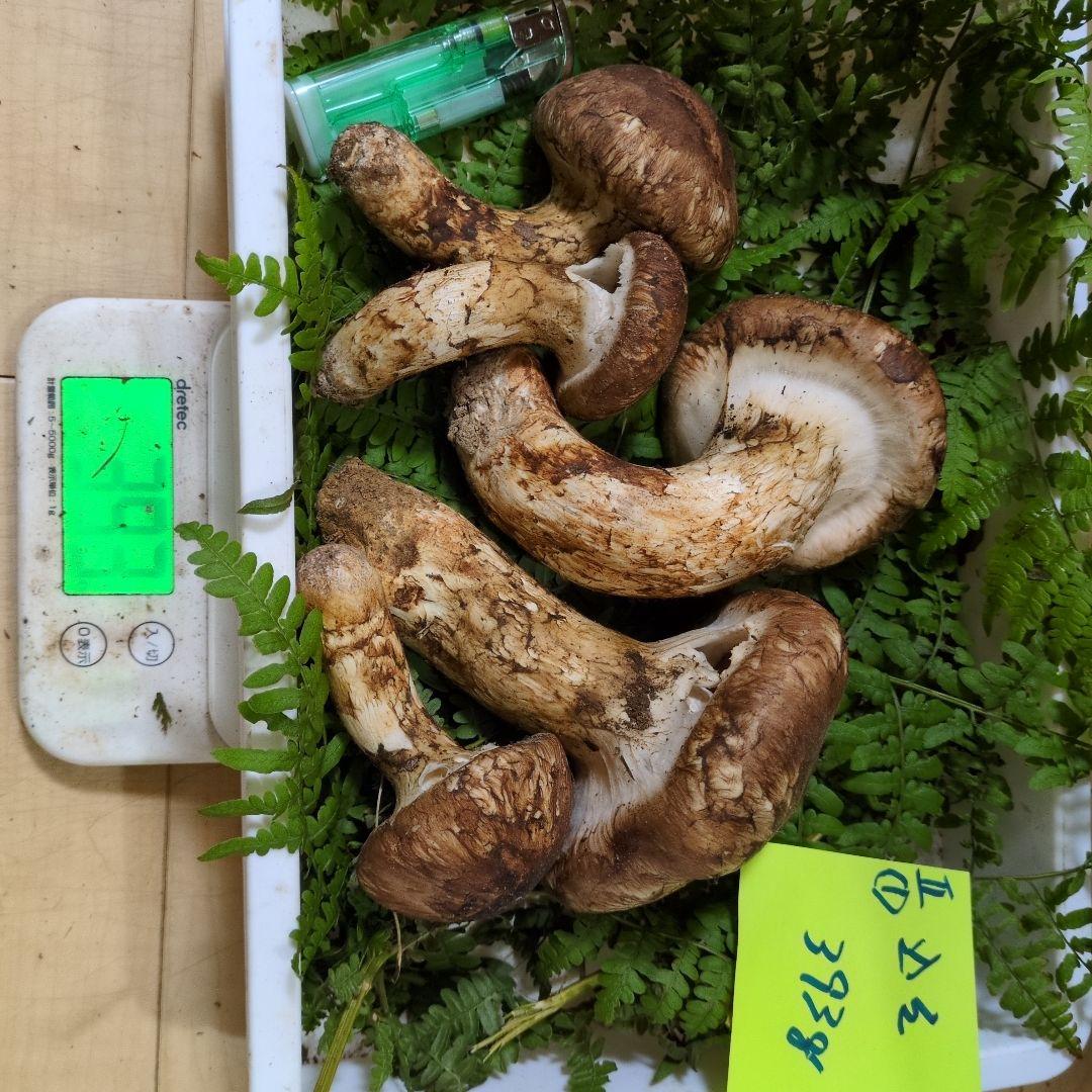 和歌山松茸 新鮮朝市　込み込み　393㌘