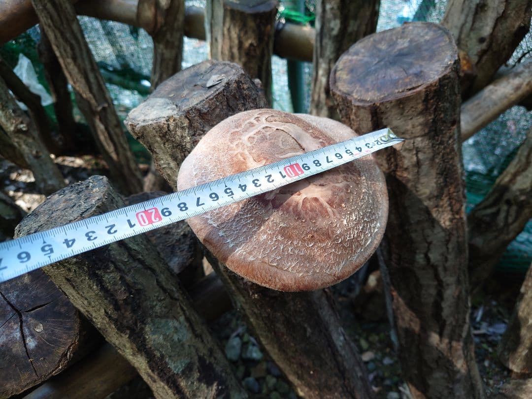 原木栽培　原木椎茸栽培キッド　No.10 大5本