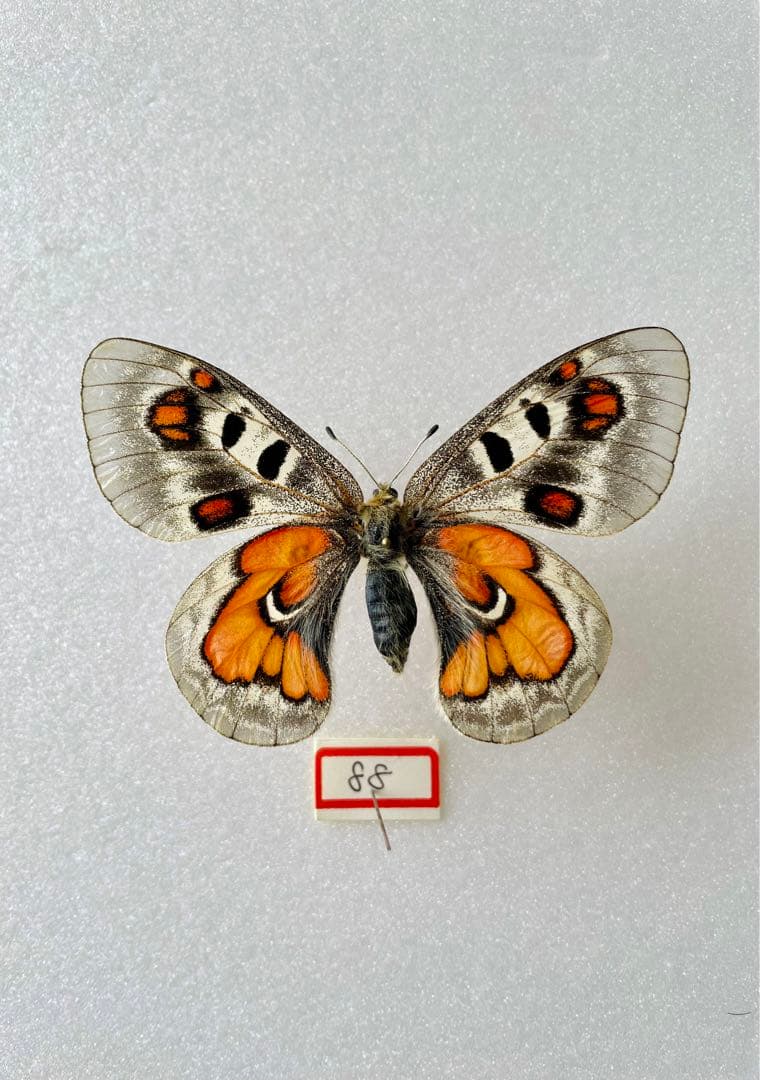 【大型】パルナシウス・ウィスコッティ（1メス・スウェーデン）