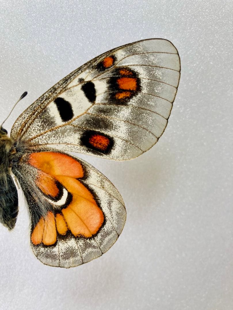 【大型】パルナシウス・ウィスコッティ（1メス・スウェーデン）