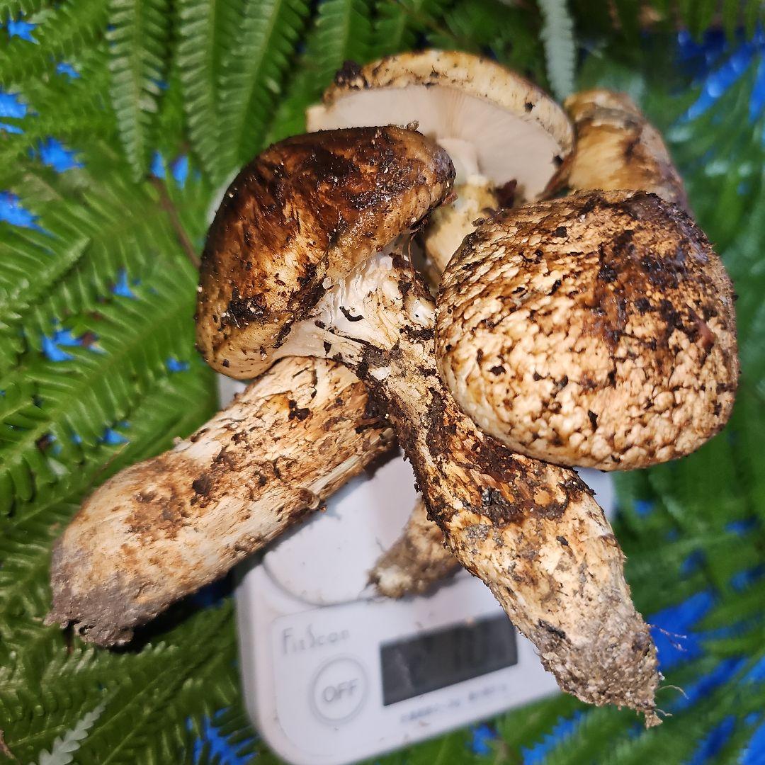 広島県産 松茸 210g