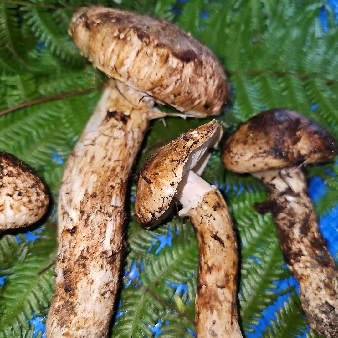 広島県産 松茸 210g