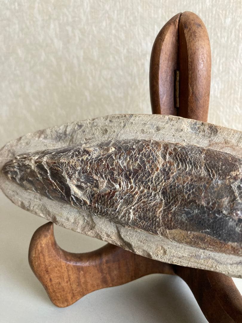 【魚化石 標本 21cm】天然ヴィンテージ｜一点物オブジェ｜アート／インテリア