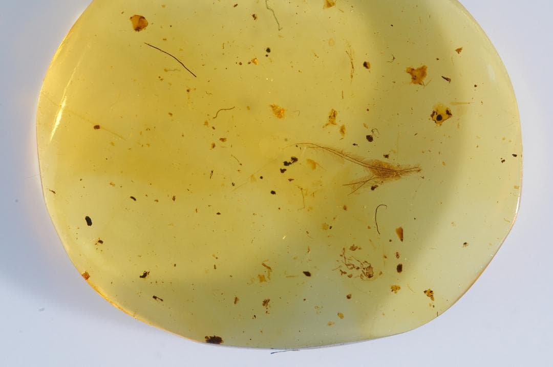 レア極上品 SA0008虫入り琥珀化石　ミャンマーカムティかタナイ9900万年前