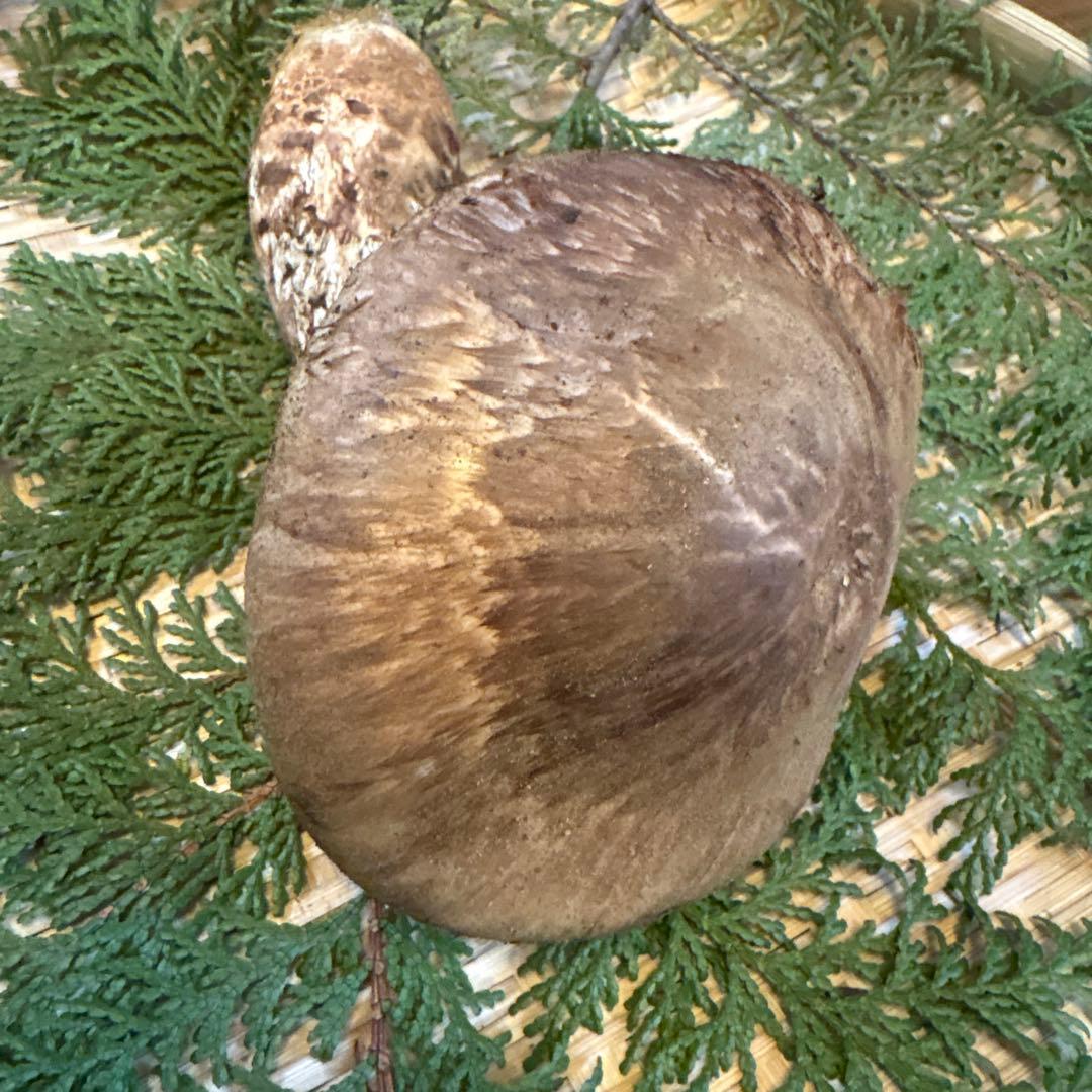 長野県南信州産‼️松茸 特大‼️1本 232g 10/31朝採れ