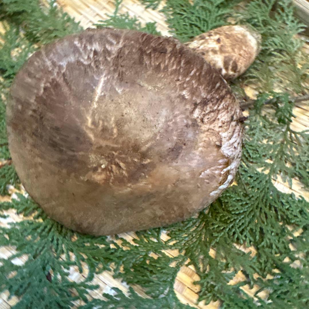 長野県南信州産‼️松茸 特大‼️1本 232g 10/31朝採れ