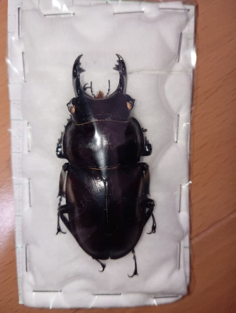 ヤエヤママルバネ（西表島）58.5ミリ