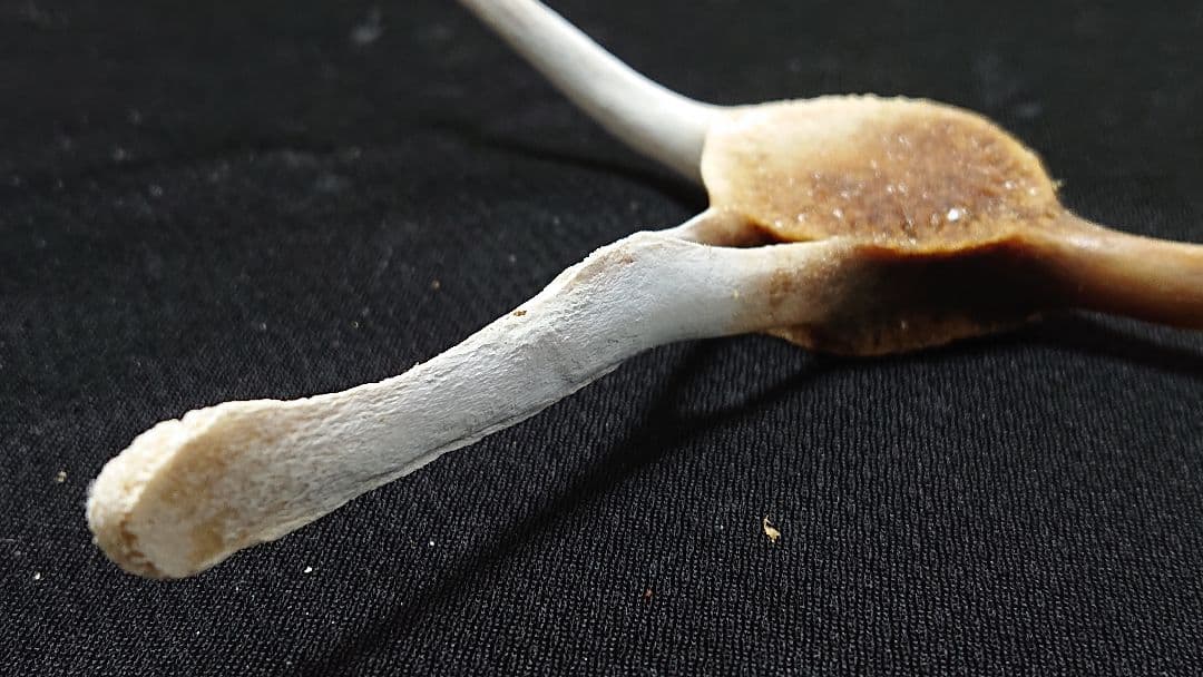 【希少】イルカの骨 斑_8