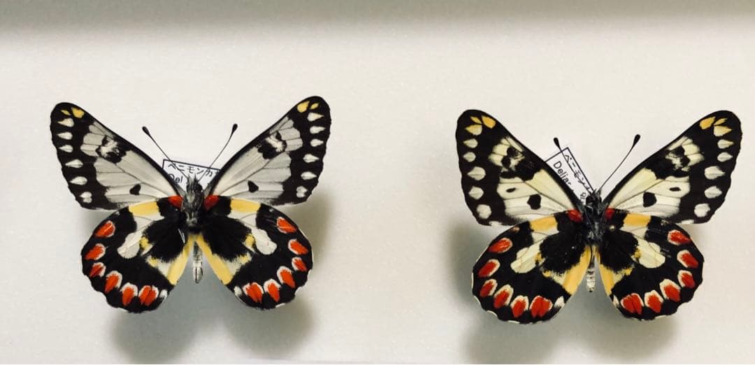 蝶標本　ベニモンカザリシロチョウ　ペア