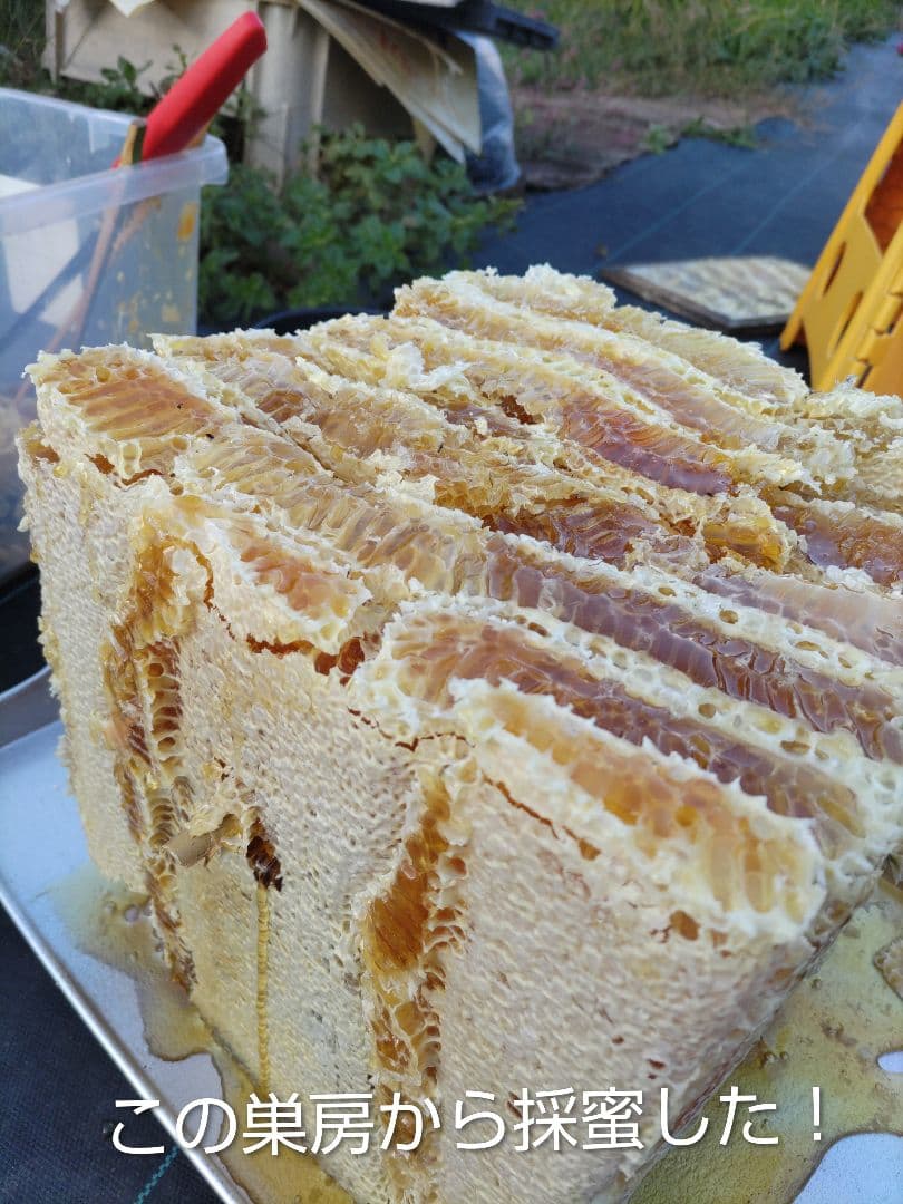 令和７年だけの新蜜　日本みつばちの百花蜜　550ｇ✕4本（2.2kg）