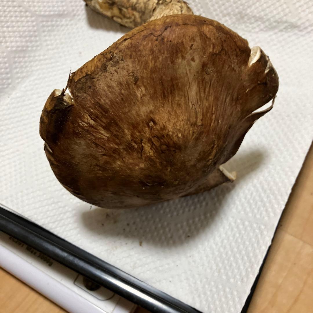 北海道産❗️天然松茸❗️ラスト‼️訳あり❗️430g❗️