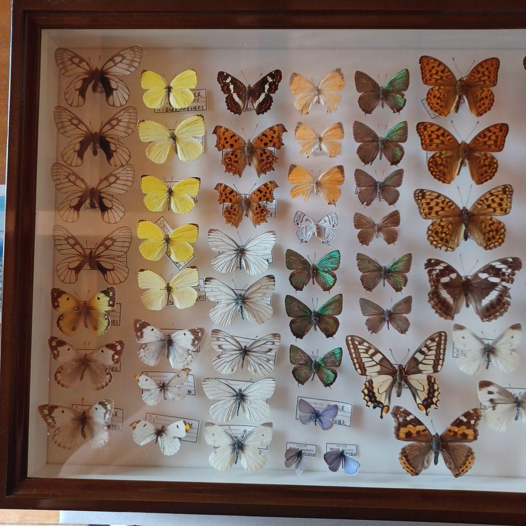 hiro☆　標本箱+蝶標本　中型ドイツ箱2個セット