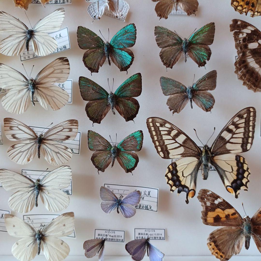 hiro☆　標本箱+蝶標本　中型ドイツ箱2個セット