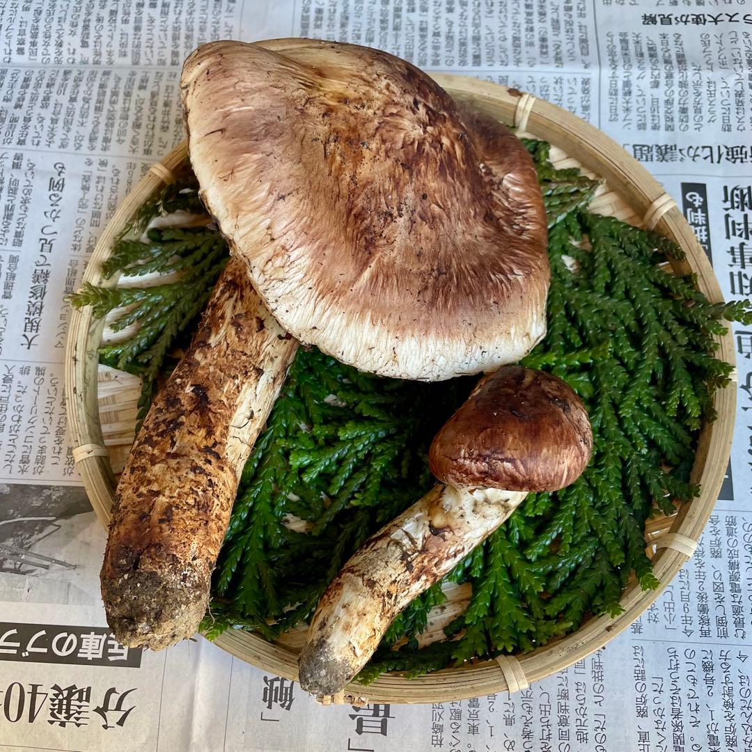天然きのこ 松茸 国産 マツタケ まつたけ 山形県産 森の凛さん採取 その162