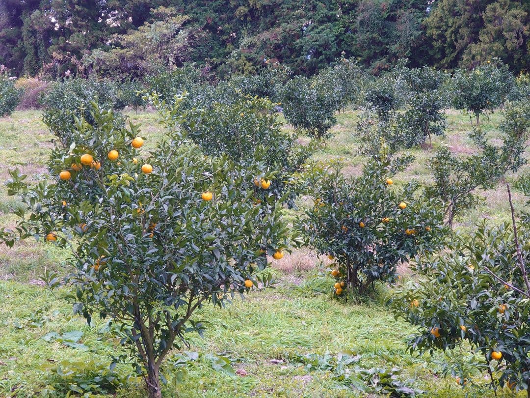 ふれあい農園の柚子果汁　無添加　栽培期間農薬不使用　720ml6本入り