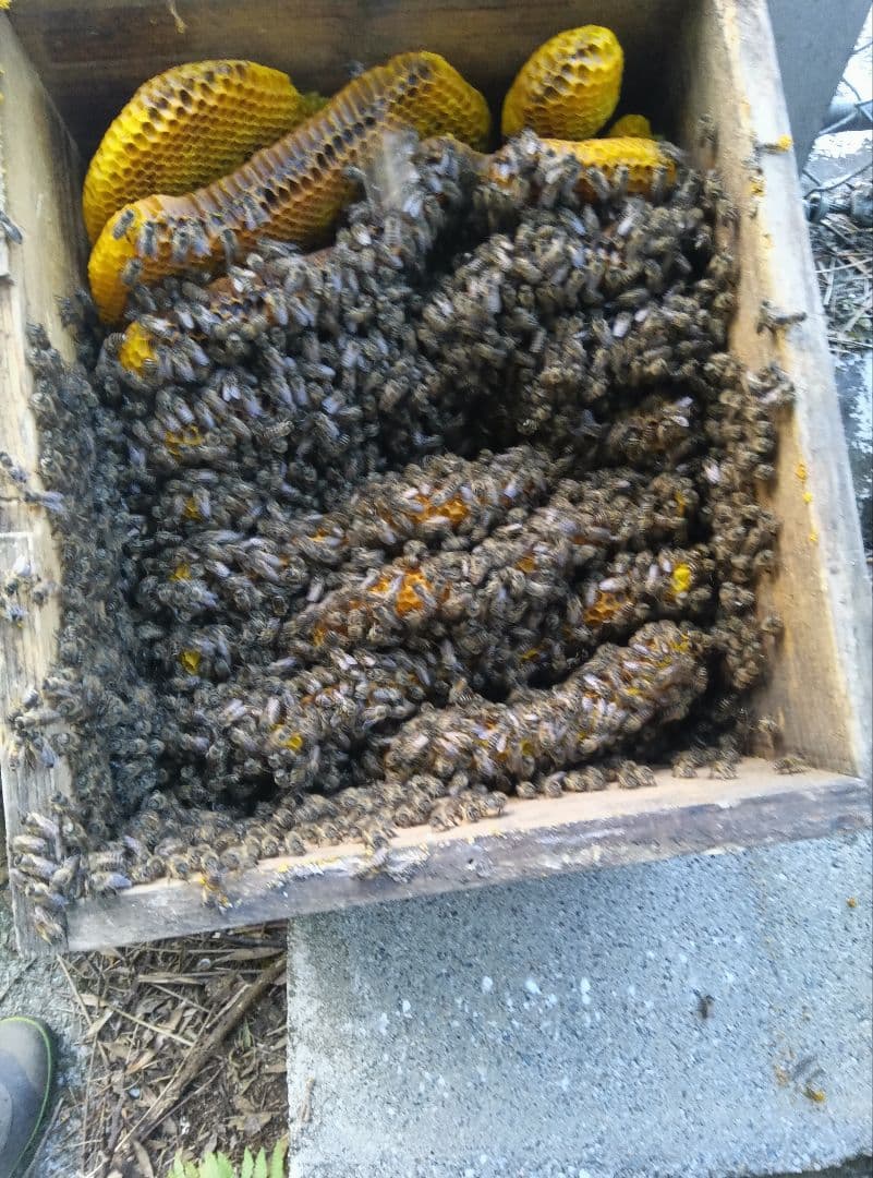 南国土佐の百花蜜　ニホンミツバチはちみつ100% 無添加　無加工　非加熱 たれ蜜