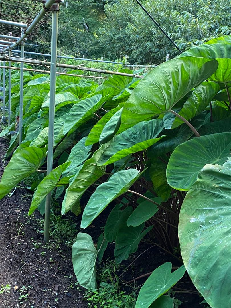 里芋　八頭　こまこま☆　10キロ 富士山麓産