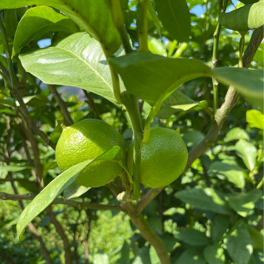 4 国産ベルガモットオレンジ果実香りが強い露地栽培約:9kgA品（一部B品含む）