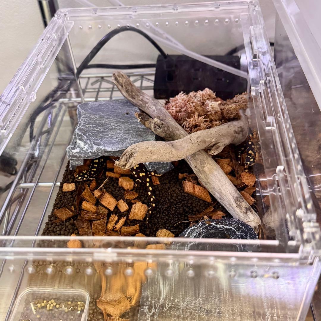 【新品・2個セット】 爬虫類 両生類 昆虫プラスチックケージ 30×20×15