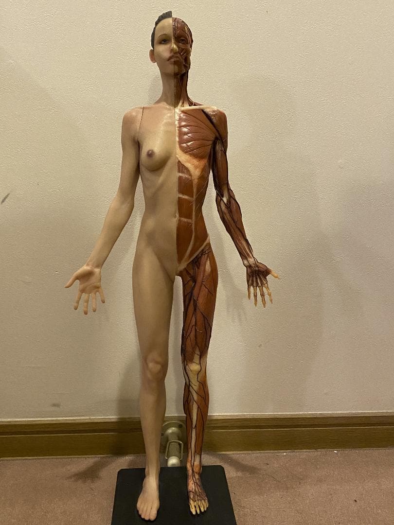 人体模型 AnatomyTools Female1:3Flesh/Anatomy v3A