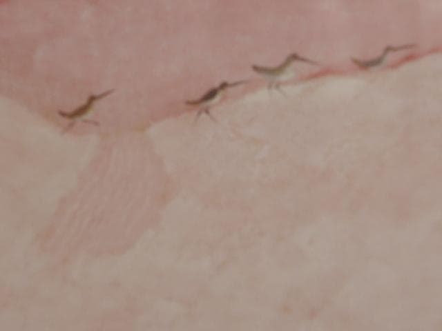 池田 遥邨、砂丘、大判、額装用・画版、日本製・新品額 額装付、状態良好