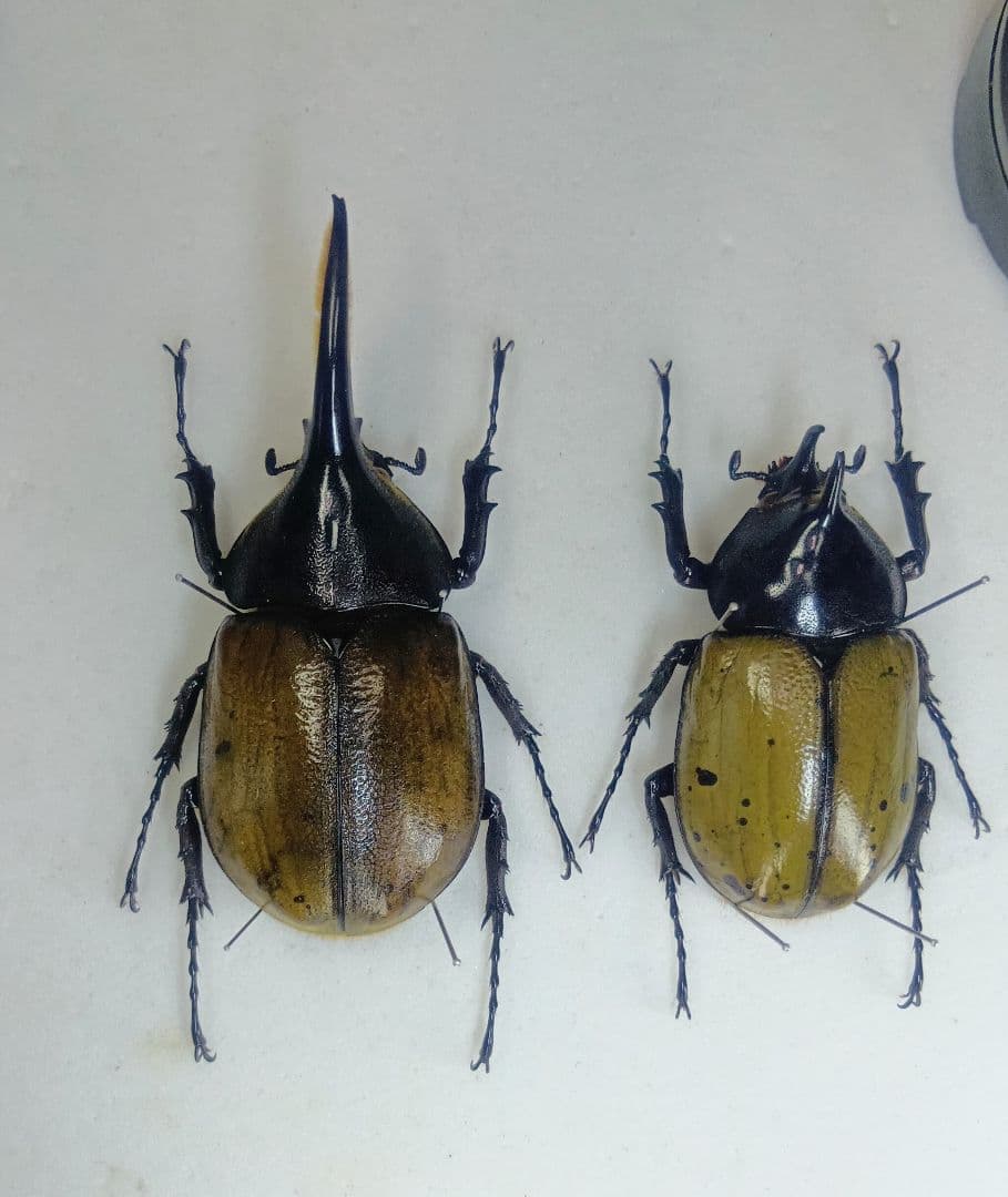 ※TKKWI_HER購入、野外標本2種セット