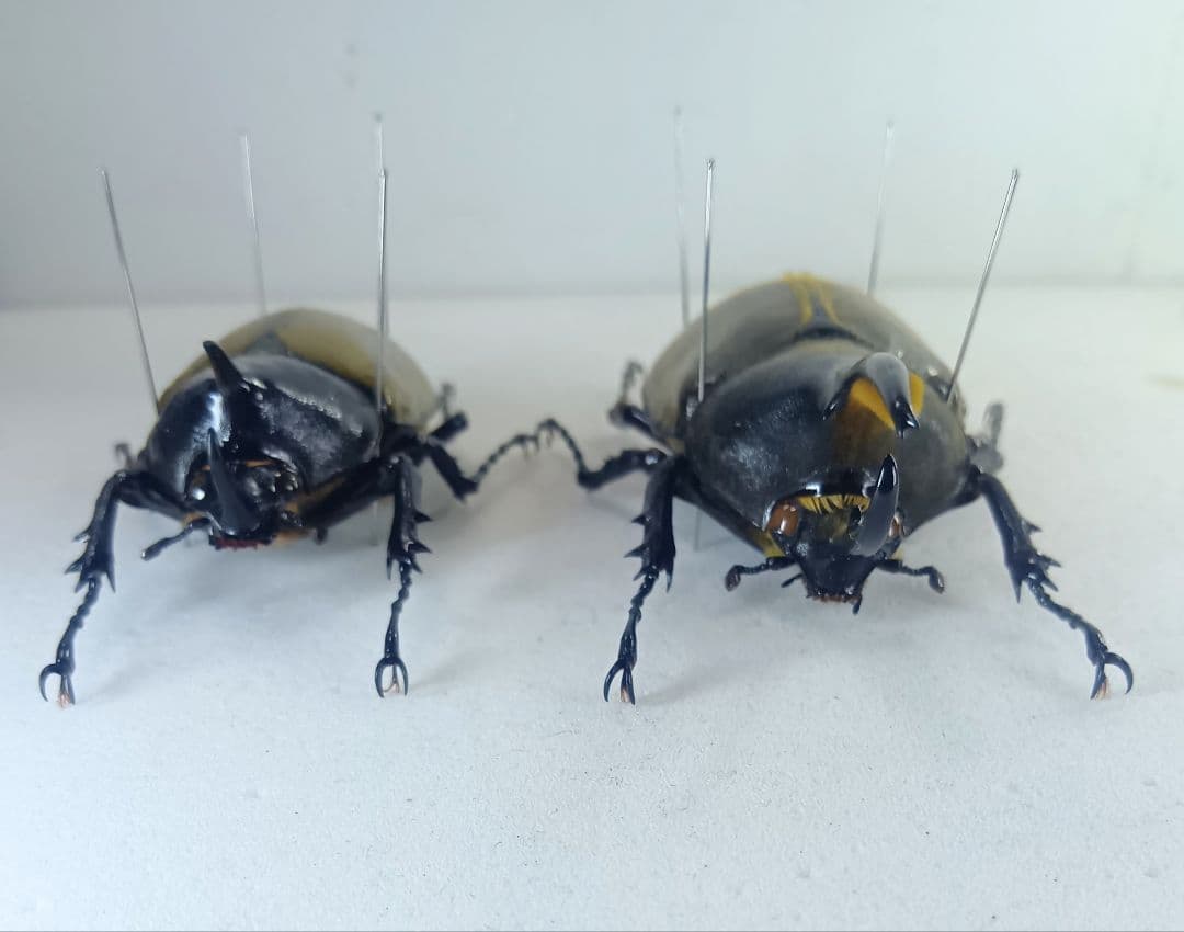 ※TKKWI_HER購入、野外標本2種セット