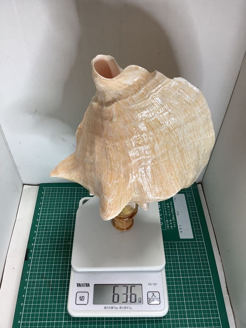 ヤフメリ41・ピンクガイ・法螺貝・山伏・修験者・戦国武将・金峯山・羽黒山・熊除笛