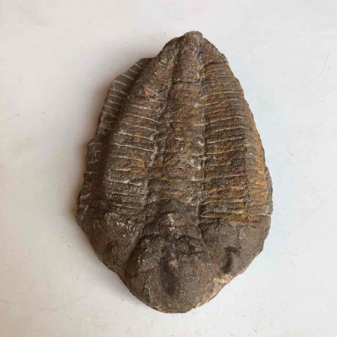 モロッコ産　三葉虫化石　現在輸出禁止です。