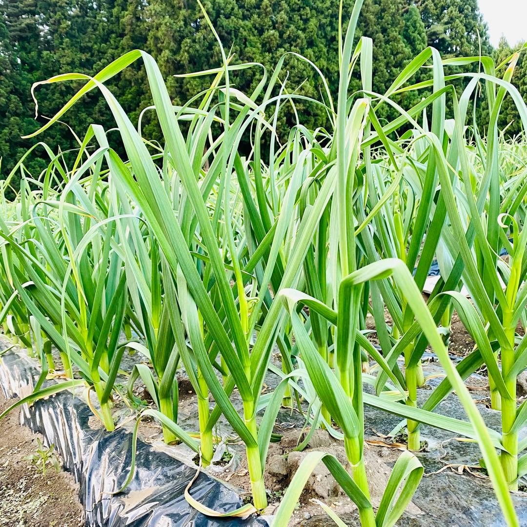 青森県産　乾燥にんにく　中大サイズ　福地ホワイト六片黒にんにく　おすすめ