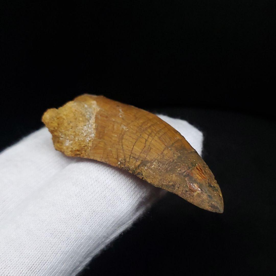 極上 カルカロドントサウルス 歯 化石 本物 モロッコ産45.06mm fca3