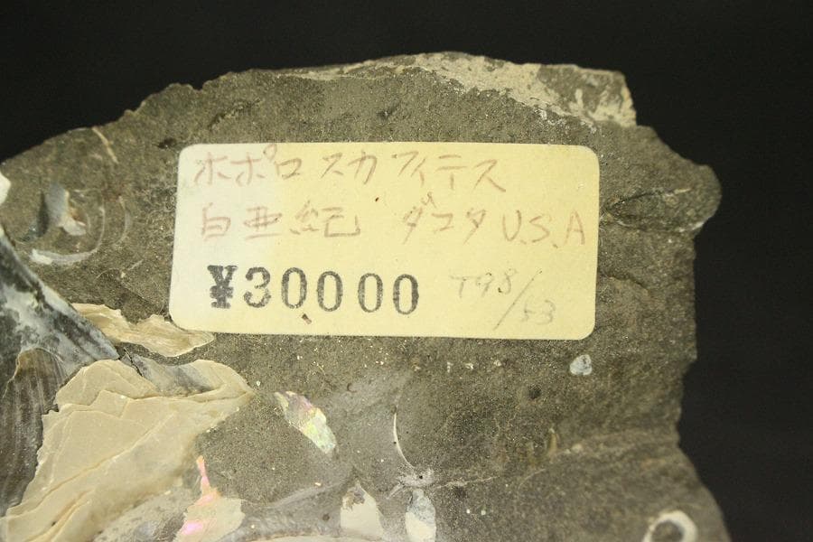 白亜紀 貝 化石 二個 ポポロスカフィテス(ZE492)