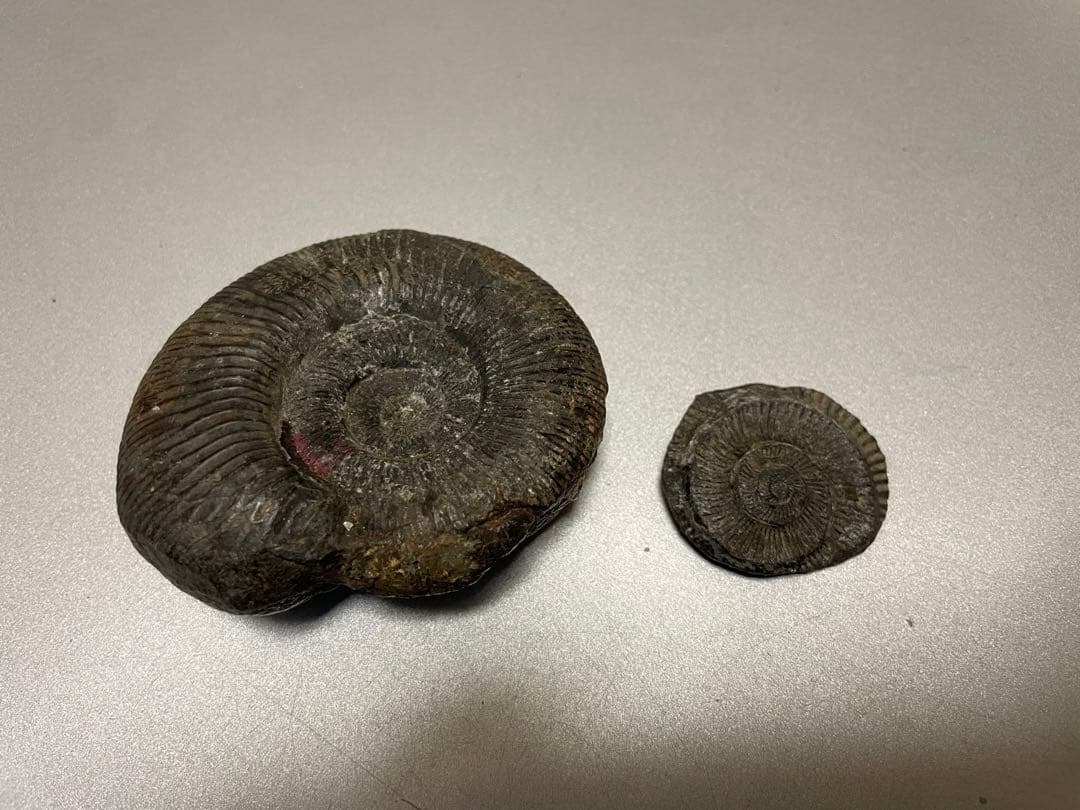 アンモナイト化石　ネパール産