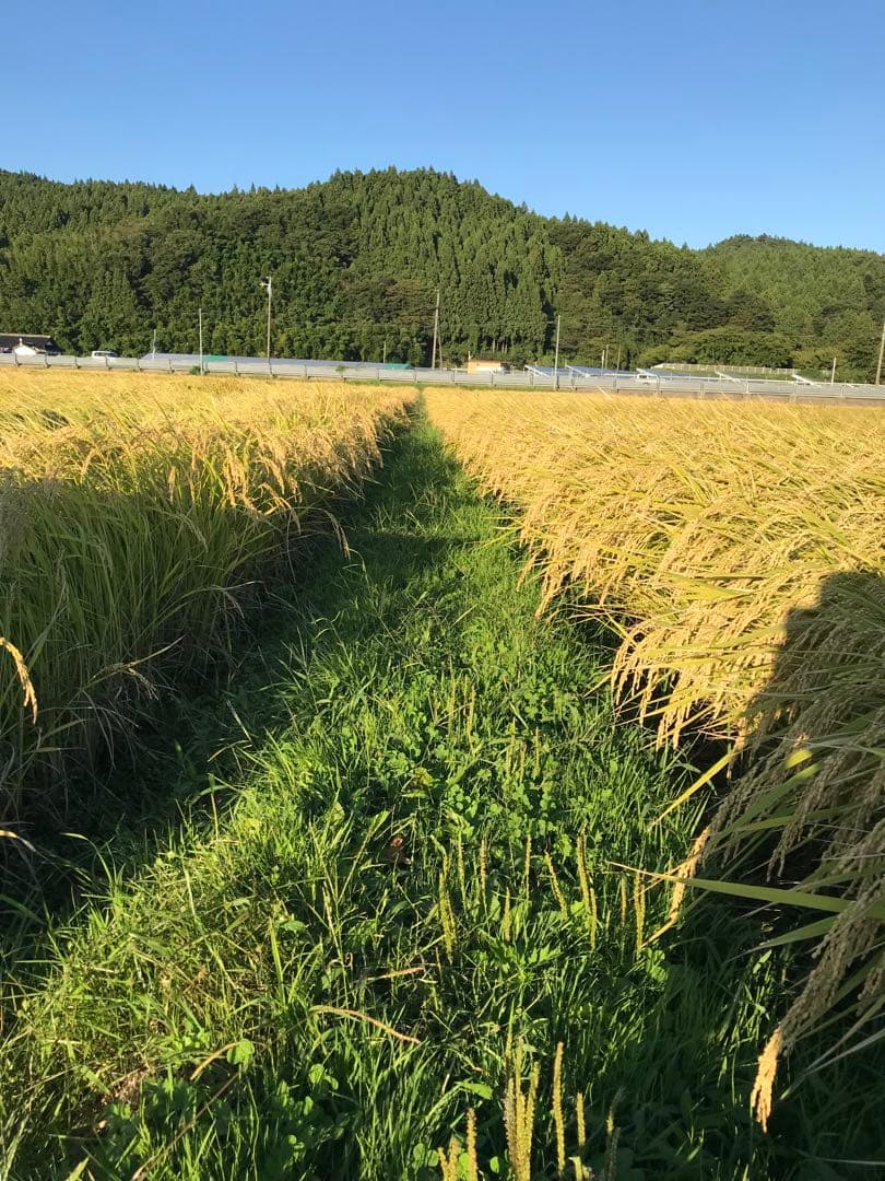 令和7年産山形県無洗米つや姫白米10k 送料無料！