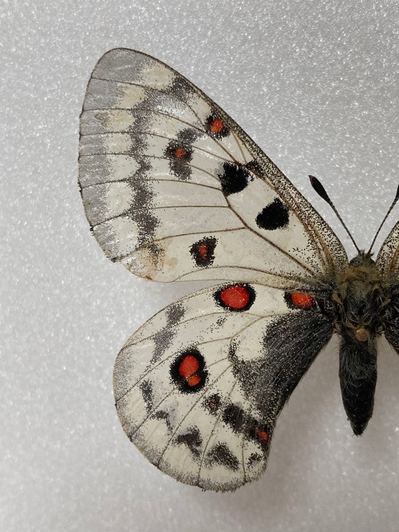 【大型】パルナシウス・ジャクモンティ （1オス・アフガニスタン産）