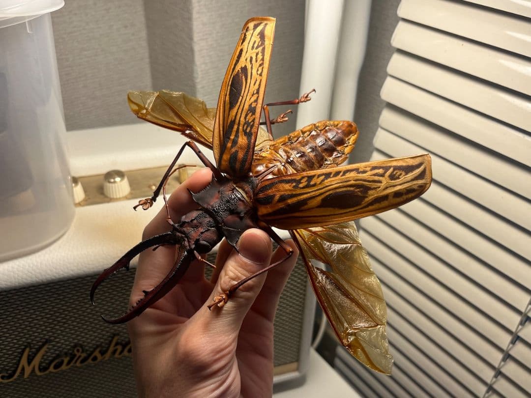 【開翅163mm】オオキバウスバカミキリ 標本 Macrodontia