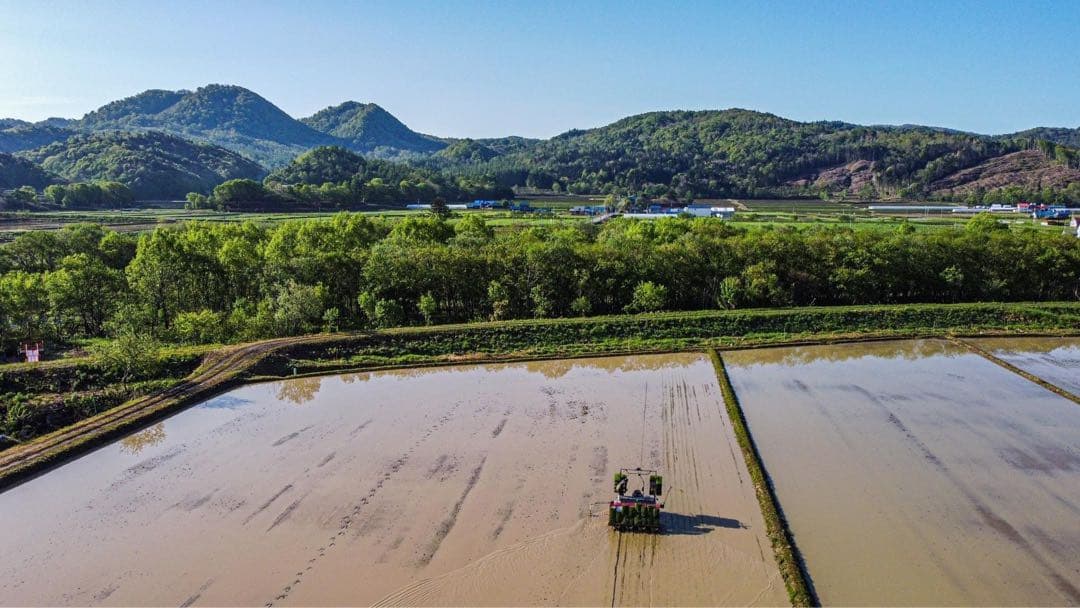 あおいページ＊ゆめぴりか5キロ玄米、5キロ白米