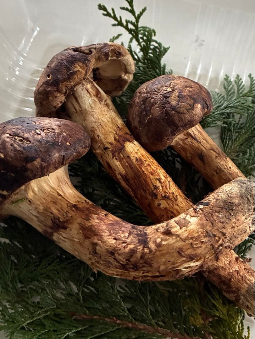 新鮮な松茸　10／24収穫