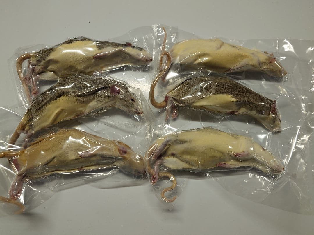 冷凍ラット 70~85g 30匹