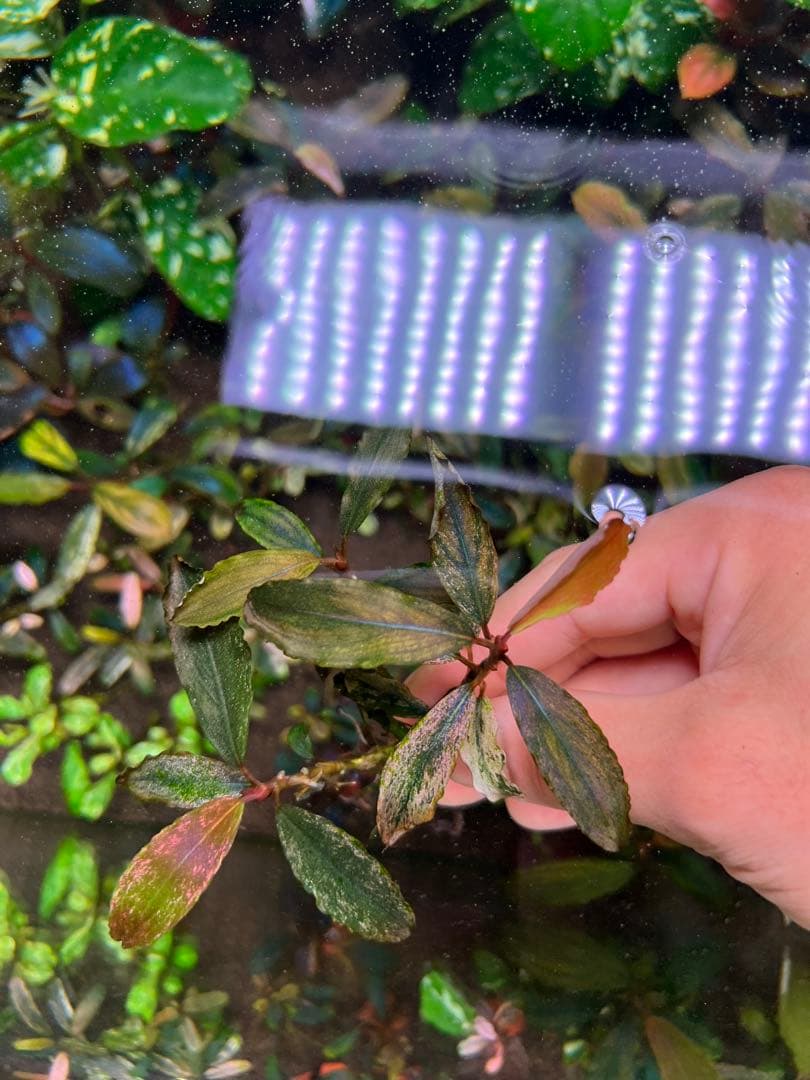 ブセファランドラｓｐ. ピンクバリエガータい斑入り 水中葉 3 株　3大