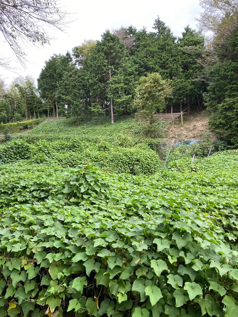 ハヤトウリ　20キロ 富士山麓産
